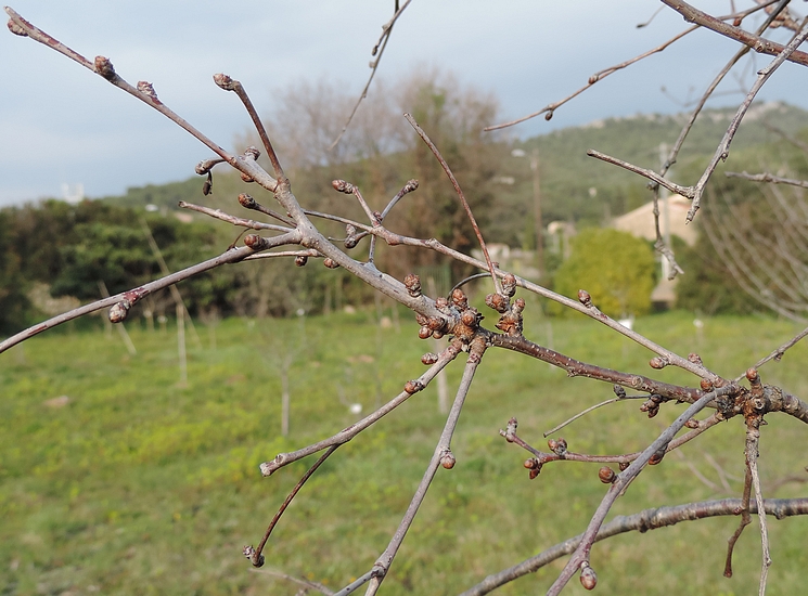 Prunus cerasus var. semperflorens (Griottier de la Toussaint) : rameau.