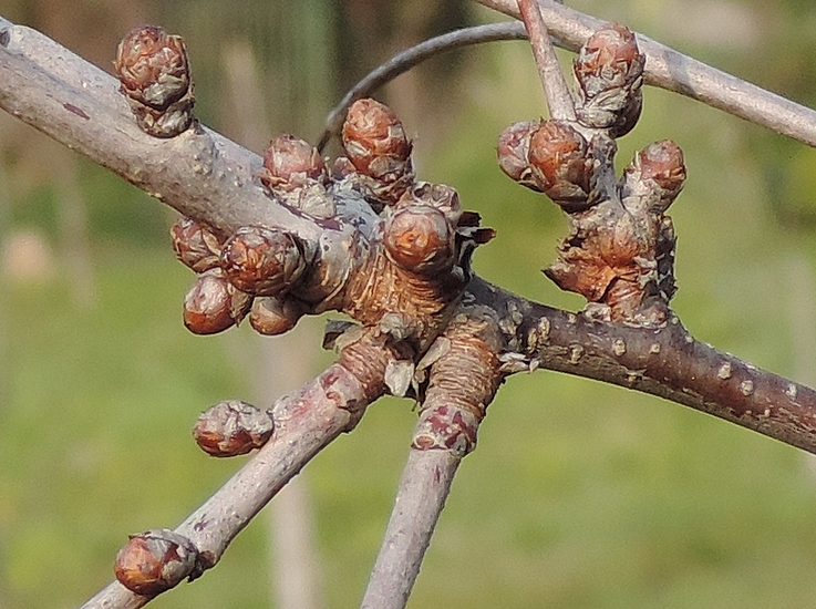 Prunus cerasus var. semperflorens (Griottier de la Toussaint) : d�tail d'un rameau.