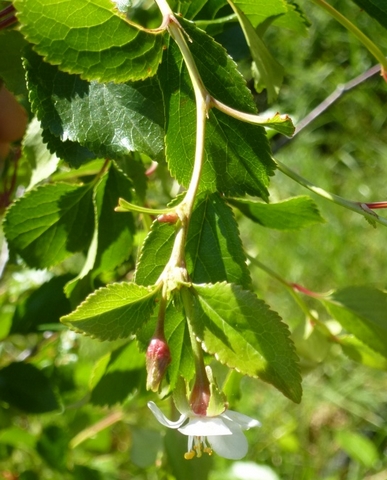 Prunus cerasus var. semperflorens (Griottier de la Toussaint) : d�but de floraison
