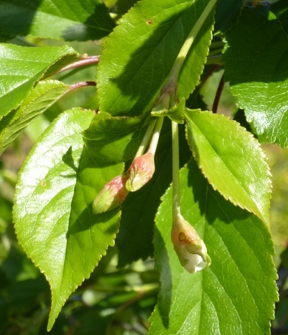 Prunus cerasus var. semperflorens (Griottier de la Toussaint) : groupe de boutons floraux en fin de rameau fructif�re