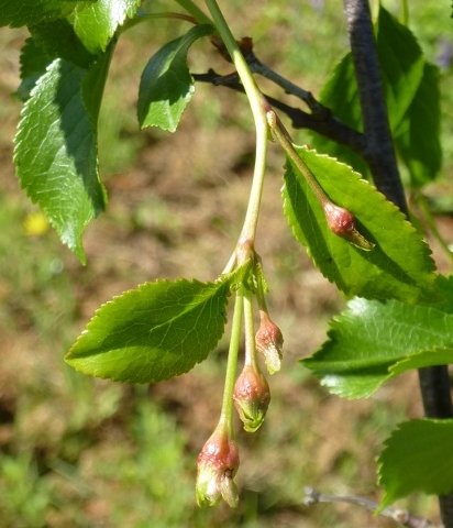 Prunus cerasus var. semperflorens (Griottier de la Toussaint) : extr�mit� d'un rameau fructif�re (stade boutons floraux)