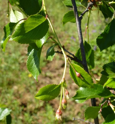 Prunus cerasus var. semperflorens (Griottier de la Toussaint) : rameau fructif�re avec boutons floraux