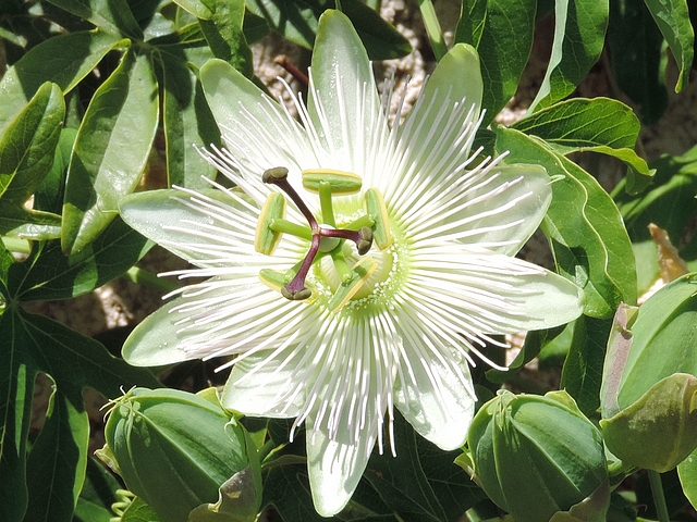 Passiflora caerulea 'Constance Eliott' : fleur