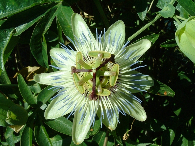 Passiflora caerulea L. : fleur