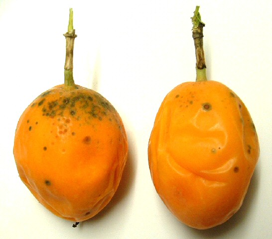 Passiflora caerulea : fruits m�rs ayant subi -8�C