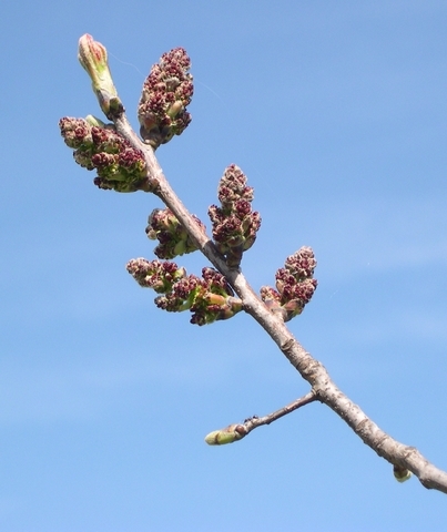 Pistacia terebinthus : floraison m�le