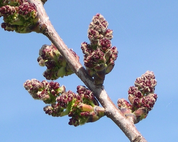 Pistacia terebinthus : panicules m�les