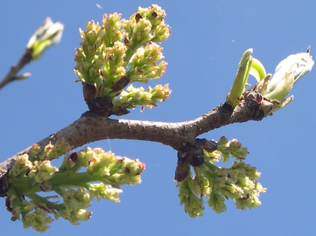 Pistacia vera L. : inflorescences d'un individu femelle