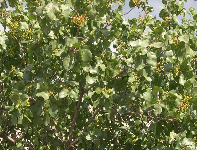 Pistacia vera L. : aspect g�n�ral du feuillage