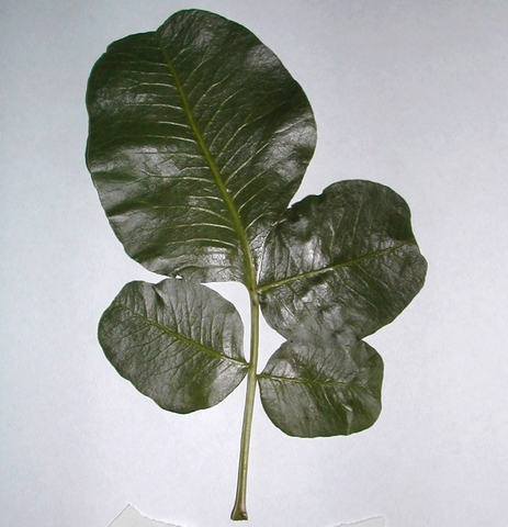 Pistacia vera L. : cas rare d'une feuille paripenn�e (individu femelle, Chateau-Gombert)