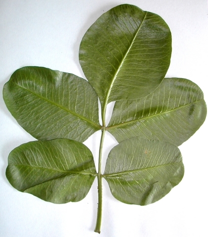 Pistacia vera L. : cas normal de feuille imparipenn�e (individu femelle, La Gardy)