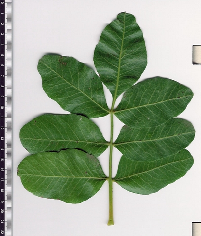 Pistacia vera L. : feuille � 7 folioles (sp�cimen m�le, Roquevaire)