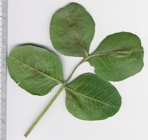 Pistacia vera L. : cas rare d'une feuille paripenn�e (individu femelle, vari�t� Bianca)