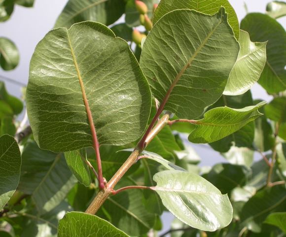 Pistacia vera L. : feuilles � foliole unique