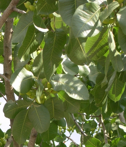 Pistacia vera L. : diversit� d'aspect des folioles sur le m�me arbre