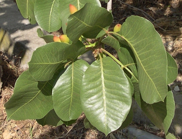Pistacia vera L. : folioles elliptiques larges avec sommet en pointe