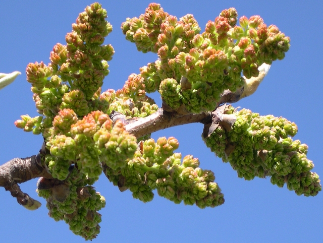 Pistacia vera L. : inflorescences d''un individu m�le