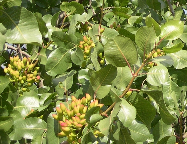 Pistacia vera L. : rameau de feuilles � foliole unique