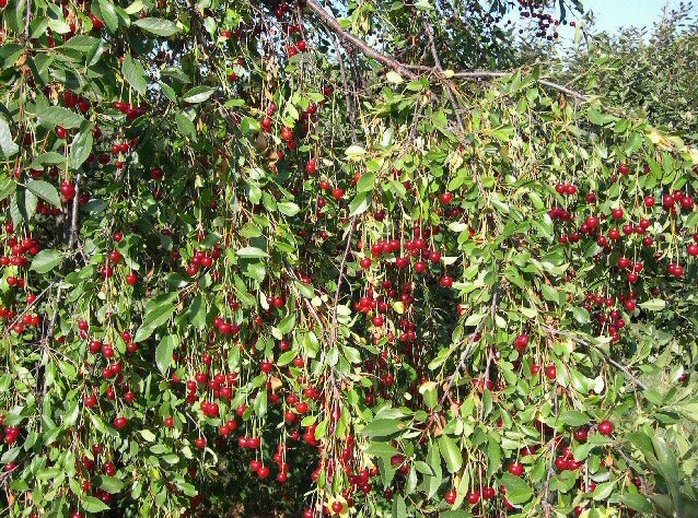 Prunus cerasus var. semperflorens (Griottier de la Toussaint) : fructification