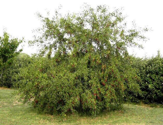 Prunus cerasus var. semperflorens (Griottier de la Toussaint) : arbre en pleine fructification