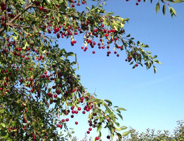 Prunus cerasus var. semperflorens (Griottier de la Toussaint) : fructification