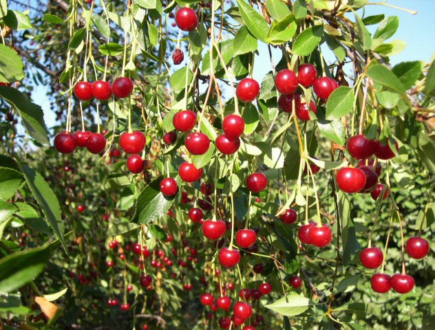 Prunus cerasus var. semperflorens (Griottier de la Toussaint) : fruits � maturit�