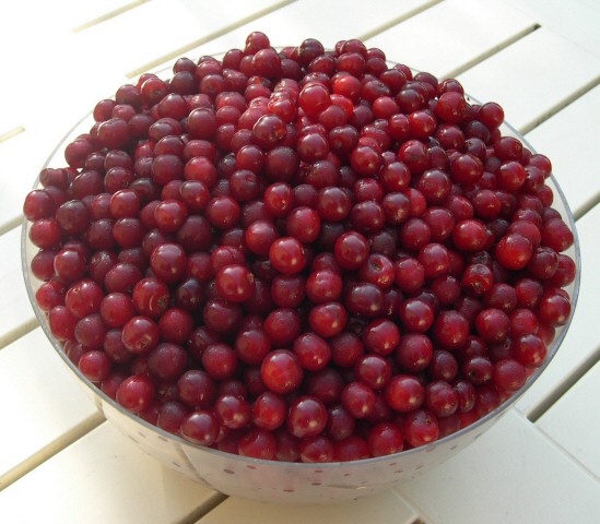 Prunus cerasus var. semperflorens (Griottier de la Toussaint) : r�colte de griottes