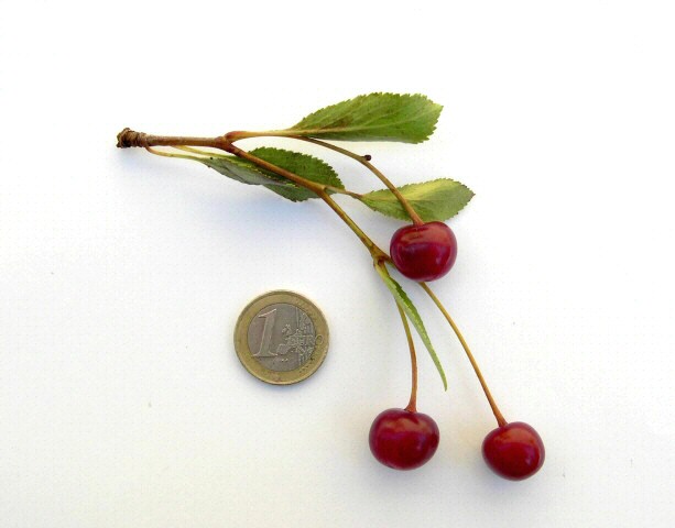 Prunus cerasus var. semperflorens (Griottier de la Toussaint) : fruits � l'aisselle de feuilles de taille r�duite.
