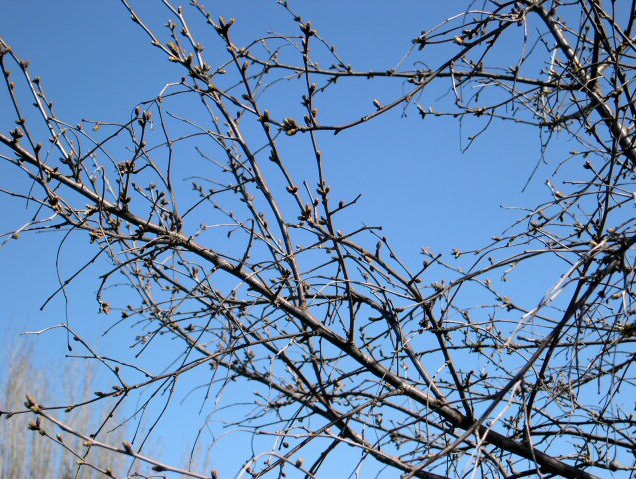 Prunus cerasus var. semperflorens (Griottier de la Toussaint) : ramure
