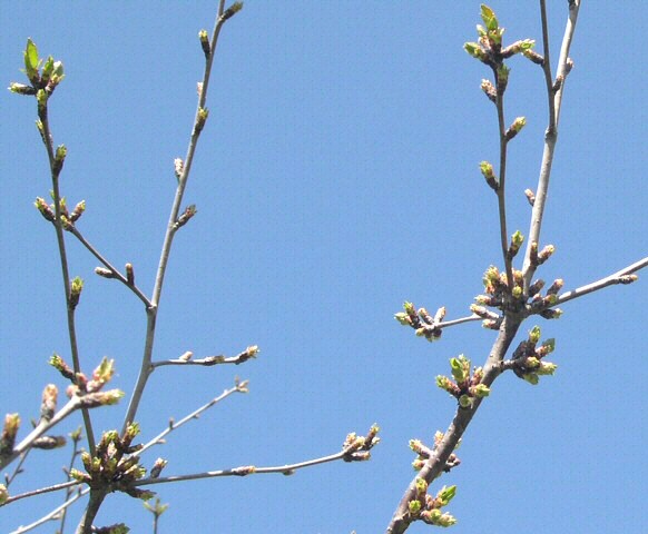 Prunus cerasus var. semperflorens (Griottier de la Toussaint) : sp�cificit� des ramifications