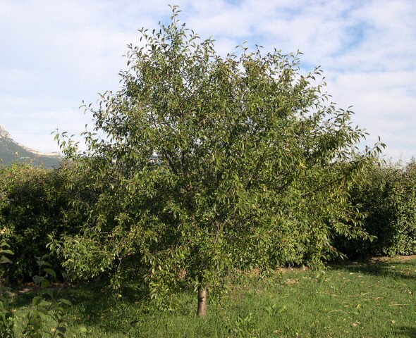 Prunus cerasus var. semperflorens (Griottier de la Toussaint) : arbre en  �t�.