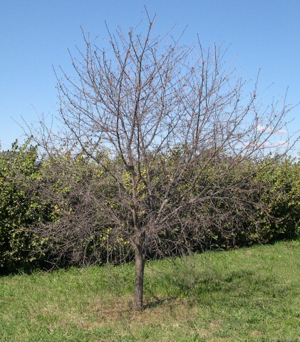 Prunus cerasus var. semperflorens (Griottier de la Toussaint) : arbre en hiver