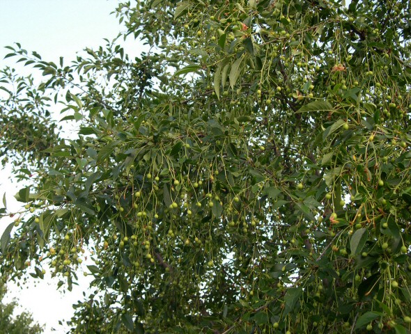 Prunus cerasus var. semperflorens (Griottier de la Toussaint) : fructification encore verte