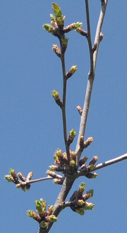 Prunus cerasus var. semperflorens (Griottier de la Toussaint) : d�tails de la ramification
