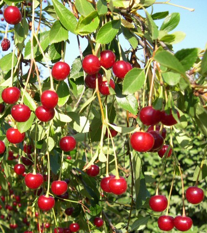 Prunus cerasus var. semperflorens (Griottier de la Toussaint) : fruits m�rs