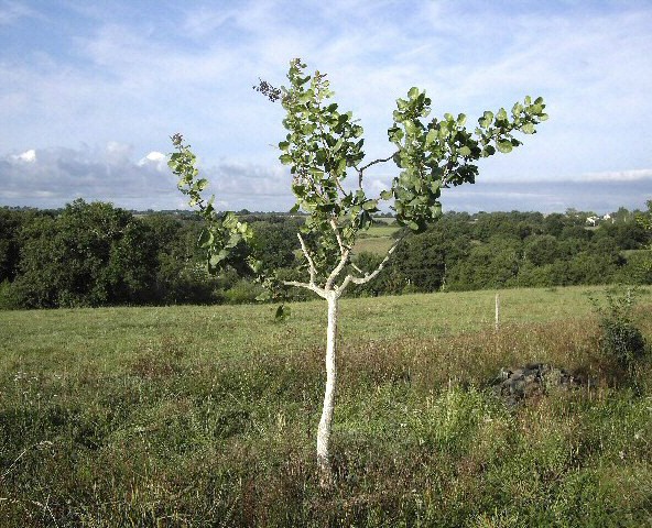 Pistacia vera : arbre sain en �t� apr�s application du badigeon revigorant en hiver