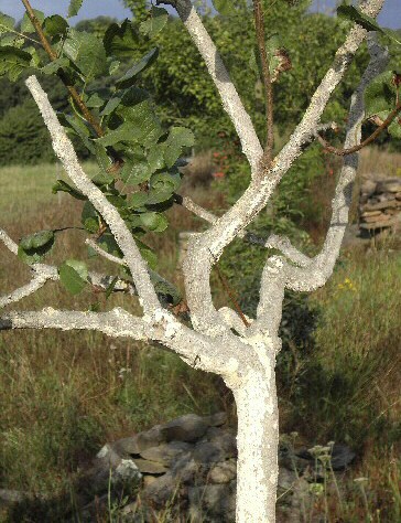 Pistacia vera : d�tail de l'arbre sain avec reliquat du badigeon revigorant