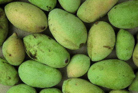 Asimina triloba (L.) Dunal (Asiminier) : r�colte de fruits (asimines)