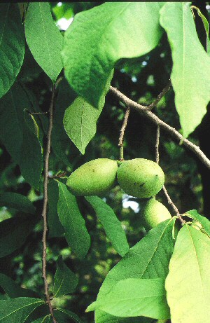 Asimines (fruits de l'Asiminier - Asimina triloba (L.) Dunal)