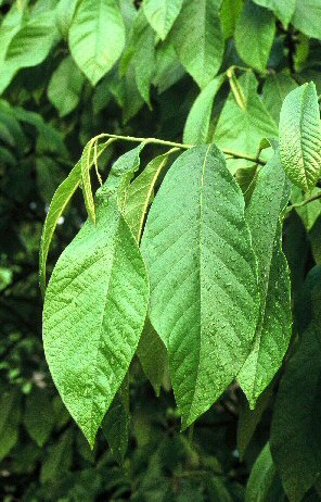 Feuilles (caduques) de l'Asiminier - Asimina triloba (L.) Dunal