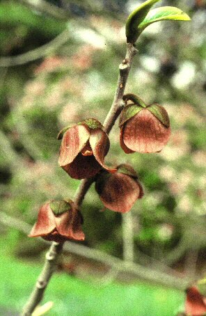 Floraison de l'Asiminier - Asimina triloba (L.) Dunal