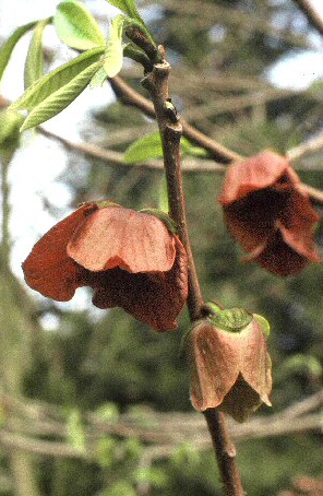 Floraison de l'Asiminier - Asimina triloba (L.) Dunal