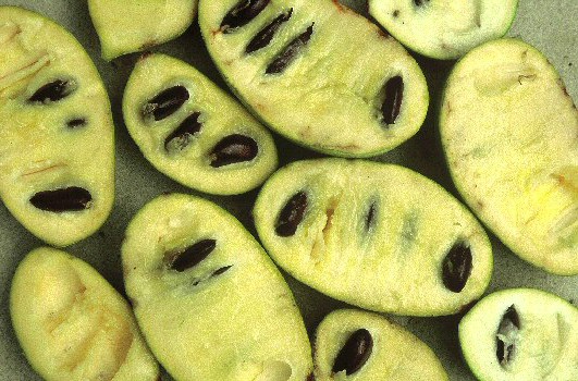 Asimines � maturit� (fruits de l'Asiminier - Asimina triloba (L.) Dunal)