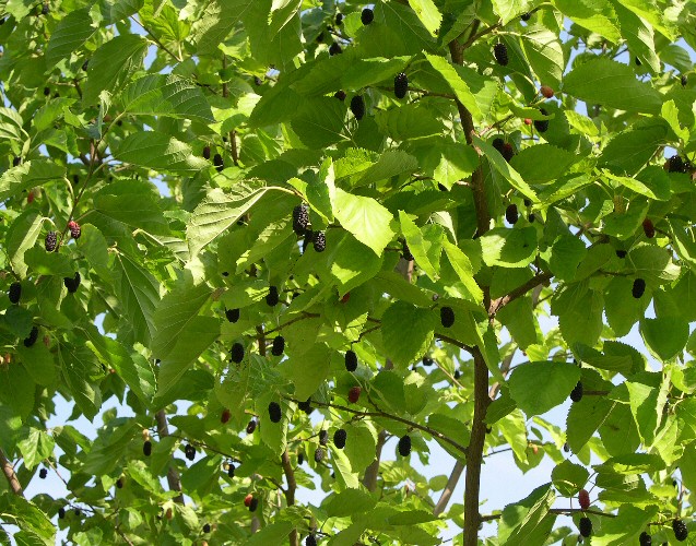 Fructification de Morus alba x Morus rubra 'Illinois Everbearing'