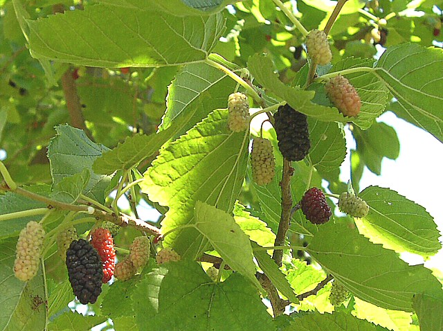 Fruits de Morus alba x Morus rubra 'Illinois Everbearing'