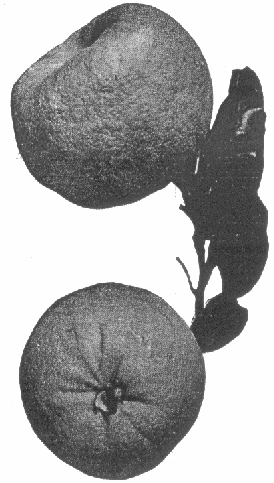 Fruit du Pamplemousse (Citrus grandis)