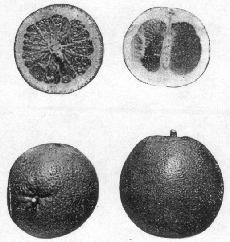Fruit du Pomelo (Citrus paradisi)