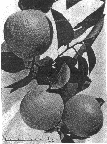 Fruit du Pomelo (Citrus paradisi)