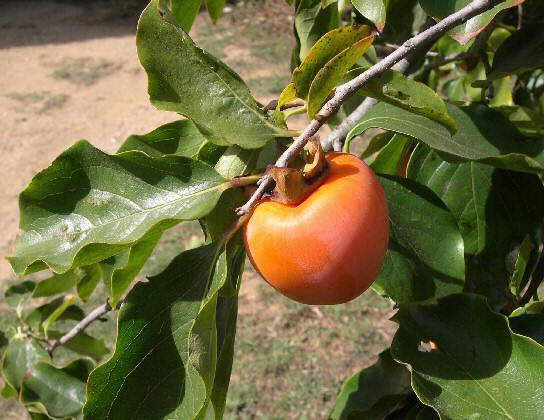Diospyros kaki 'Farmacista Cicilia' 
