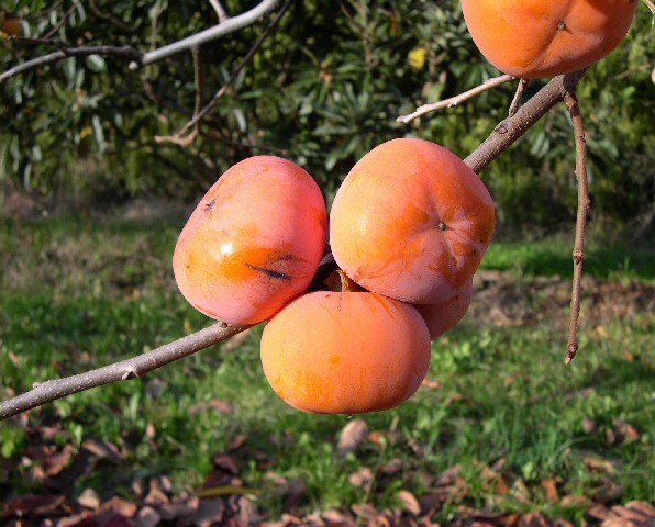 Diospyros kaki 'Hiratanenashi'